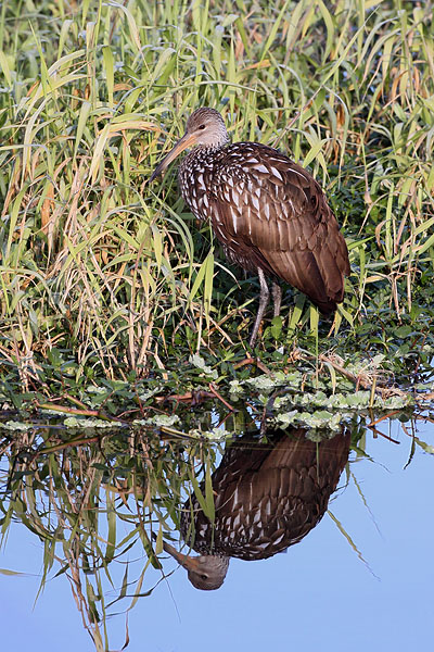 Limpkin © Russ Chantler